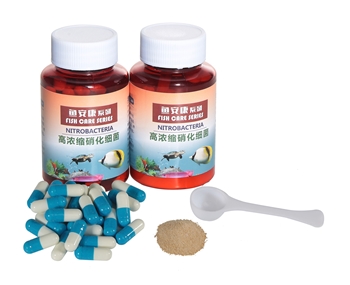 高浓缩消化细菌